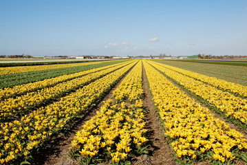 Tulip field in spring in the netherlands