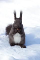 Red squirrel (Sciurus vulgaris)