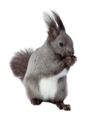 Obraz premium Red squirrel (Sciurus vulgaris)