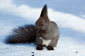 Red squirrel (Sciurus vulgaris)