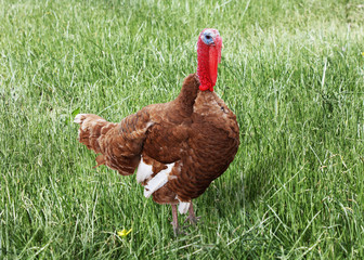 Turkey on green grass