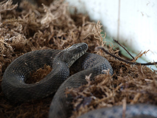 The snake