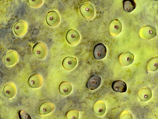 Lotus flower seed head