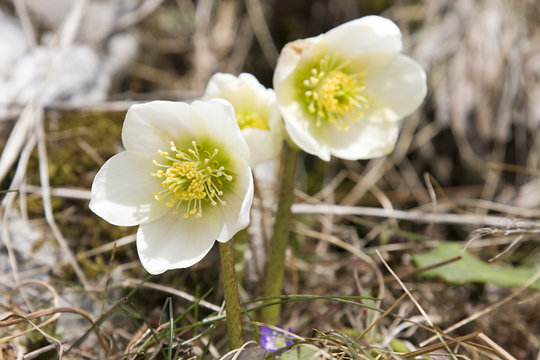 schneerose