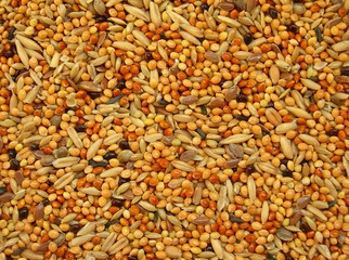 Корм для попугаев.