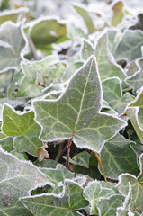 Efeu mit Raureif
