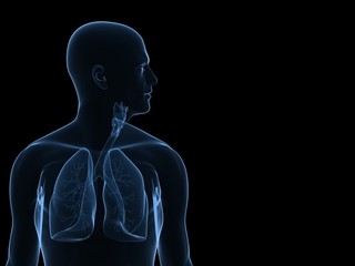 transparenter Oberkörper mit Lungen