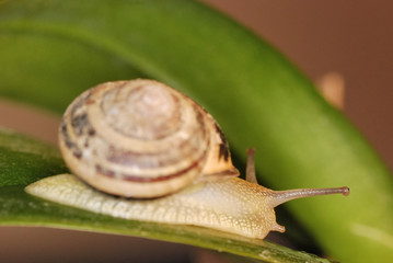 escargot