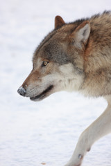 canis lupus wolf