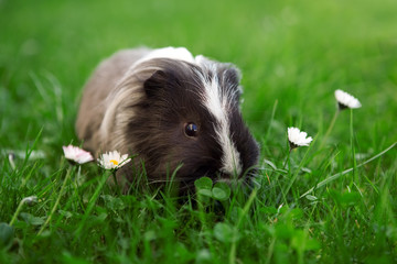 Young guinea pig feeding with grass