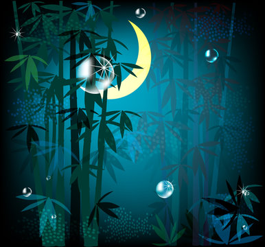 night rainforest
