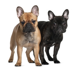 Two French Bulldogs, standing against white background