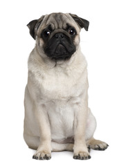 Front view of Young Pug, sitting in front of white background