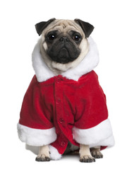 Pug in Santa coat, sitting in front of white background