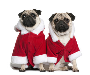 Front view of Two Pugs in Santa coats, sitting
