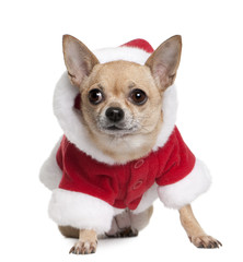 Chihuahua in Santa coat, sitting in front of white background