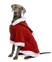 Weimaraner in Santa coat, sitting in front of white background
