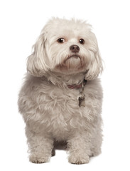 Front view of Crossbreed dog sitting against white background