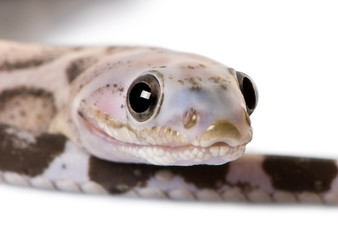 Close-up of a scaleless corn snake or red rat snake