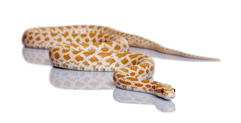 Corn snake, red rat snake, in front of white background