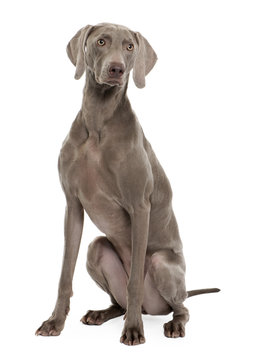 Front view of Weimaraner sitting in front of white background