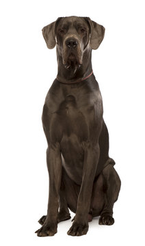 Great dane sitting in front of white background, studio shot