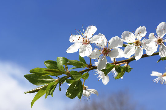 Fr&uuml;hlingsbl&uuml;ten