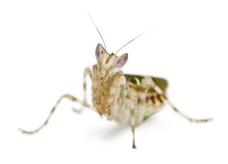 Creobroter or Flower Mantis, in front of white background