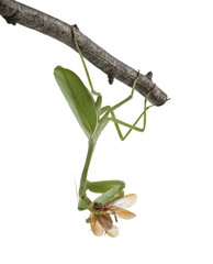 Side view of praying mantis, perched on branch and eating