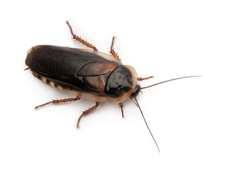 Side view of Dubia cockroach, Blaptica dubia, standing