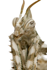 Close-up of Female Blepharopsis mendica, Devil's Flower Mantis