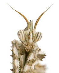 Close-up of Devil's Flower Mantis, looking at the camera