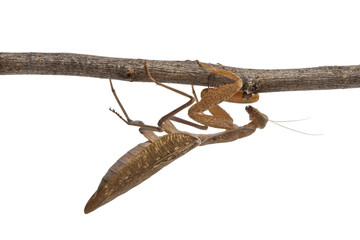 African Mantis or African Praying Mantis, perched on branch