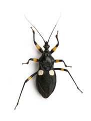 Platymeris biguttatus is a genus of assassin bug, standing