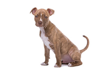 rednose pitbull puppy isolated on a white background