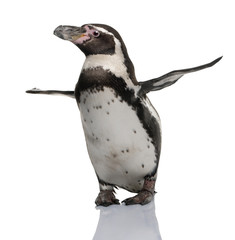 Humboldt-Pinguin, stehend vor weißem Hintergrund