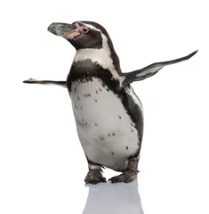 Foto auf Acrylglas Pinguin Humboldt-Pinguin, stehend vor weißem Hintergrund