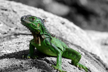 Lizard standing on a rock - wildlife Florida