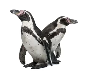 Papier Peint photo Pingouin Manchots de Humboldt, debout devant un fond blanc