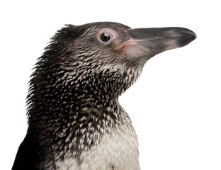 Close-up of Humboldt Penguin, in front of white background