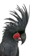 Close-up of Palm Cockatoo, also known as the Goliath Cockatoo
