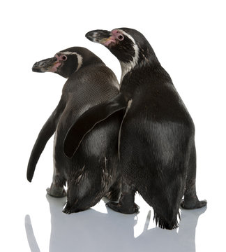 Rear view of Humboldt Penguins, standing and looking away