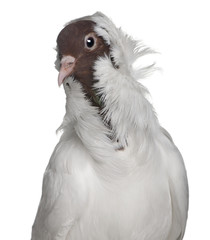 Close-up of German helmet with feathered feet pigeon