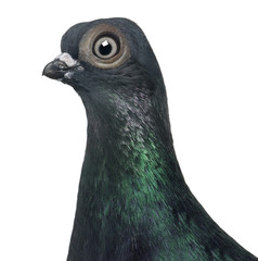 Close-up of Budapest Highflier pigeon against white background