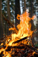 Bonfire