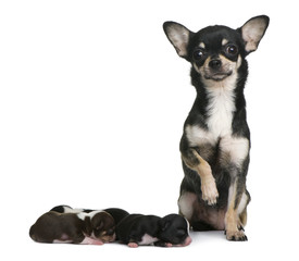 Mother Chihuahua  and her puppies, 4 days old