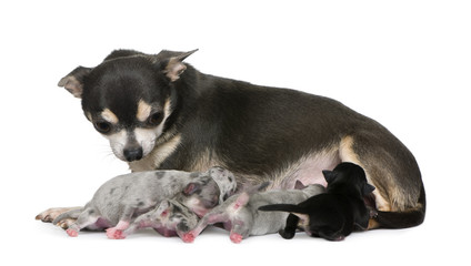 Mother Chihuahua  and her puppies, 4 days old, lying down