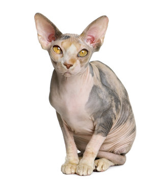 Front view of Sphynx cat, 1 year old, sitting
