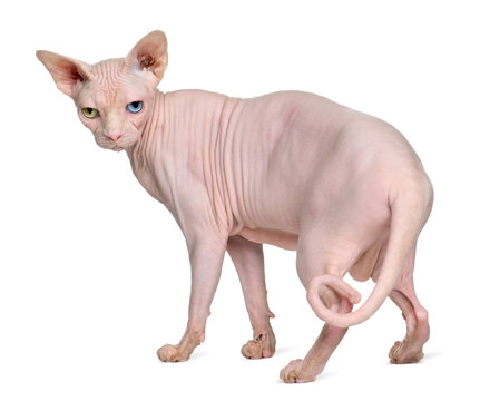 Side view of Sphynx cat, 1 year old, standing and looking back