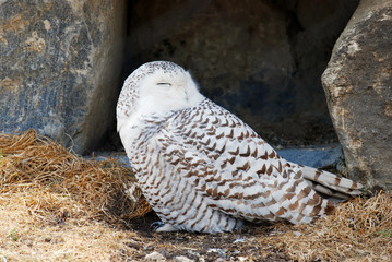 snowy owl sleeping
